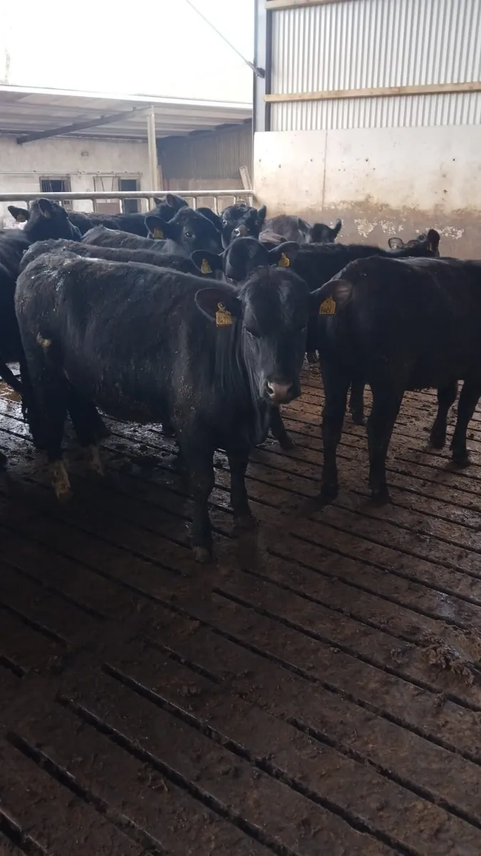 Angus heifers - Image 2