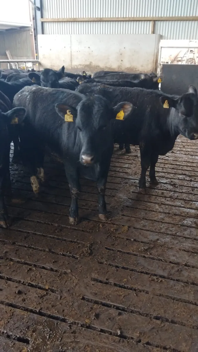 Angus heifers - Image 1