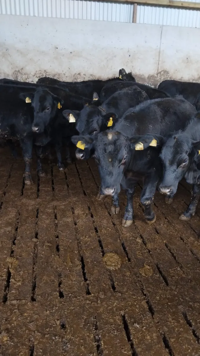 Angus heifers - Image 3