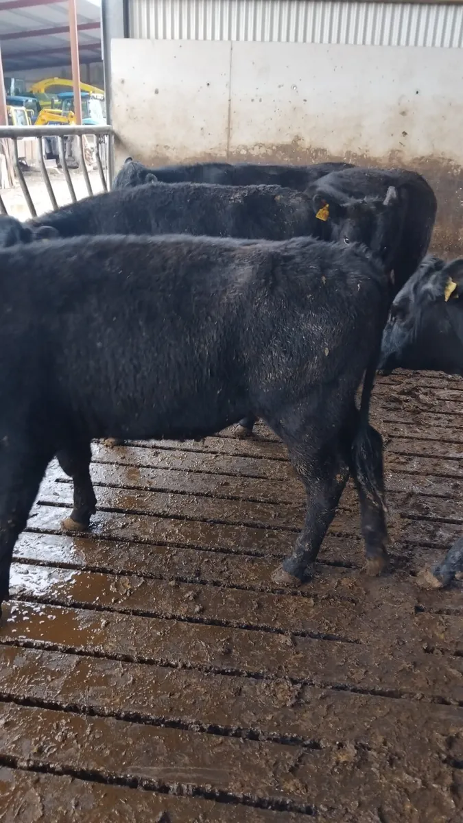 Angus heifers - Image 4