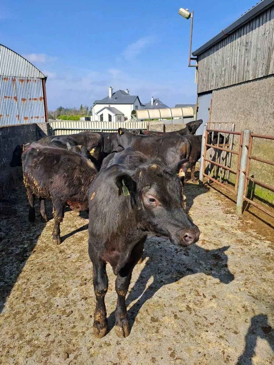 cattle - Image 1