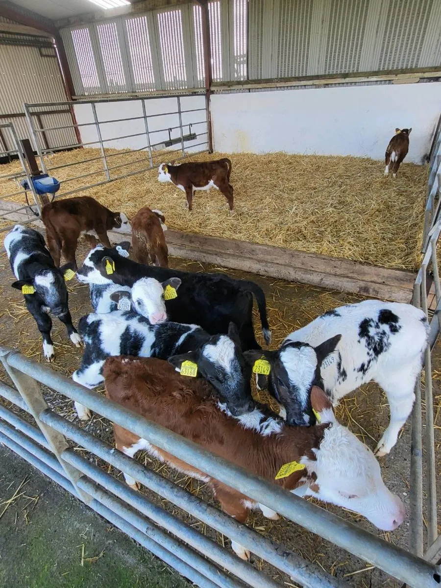 Calves - Image 1