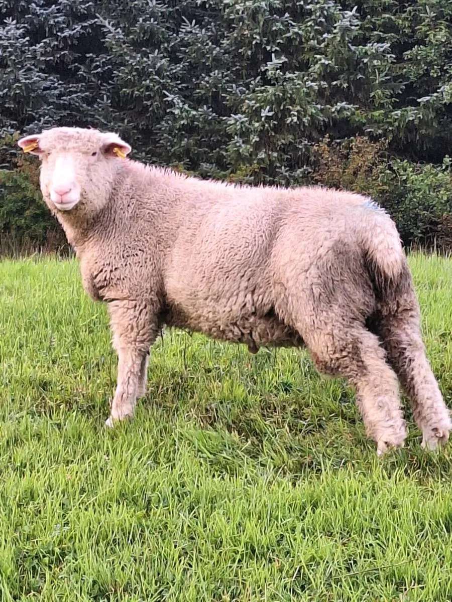 Dorset Ram lambs/Spring lambs - Image 1