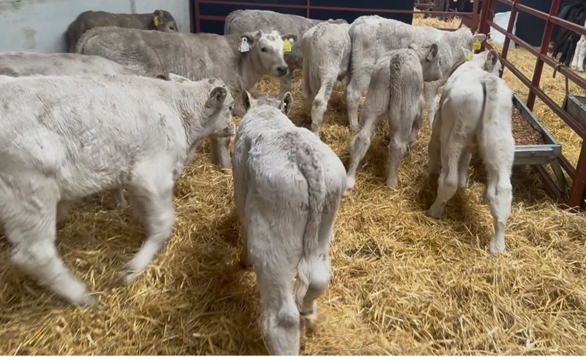 ❌ FRESH CALVES ALL TYPES AVAILABLE ❌ - Image 2