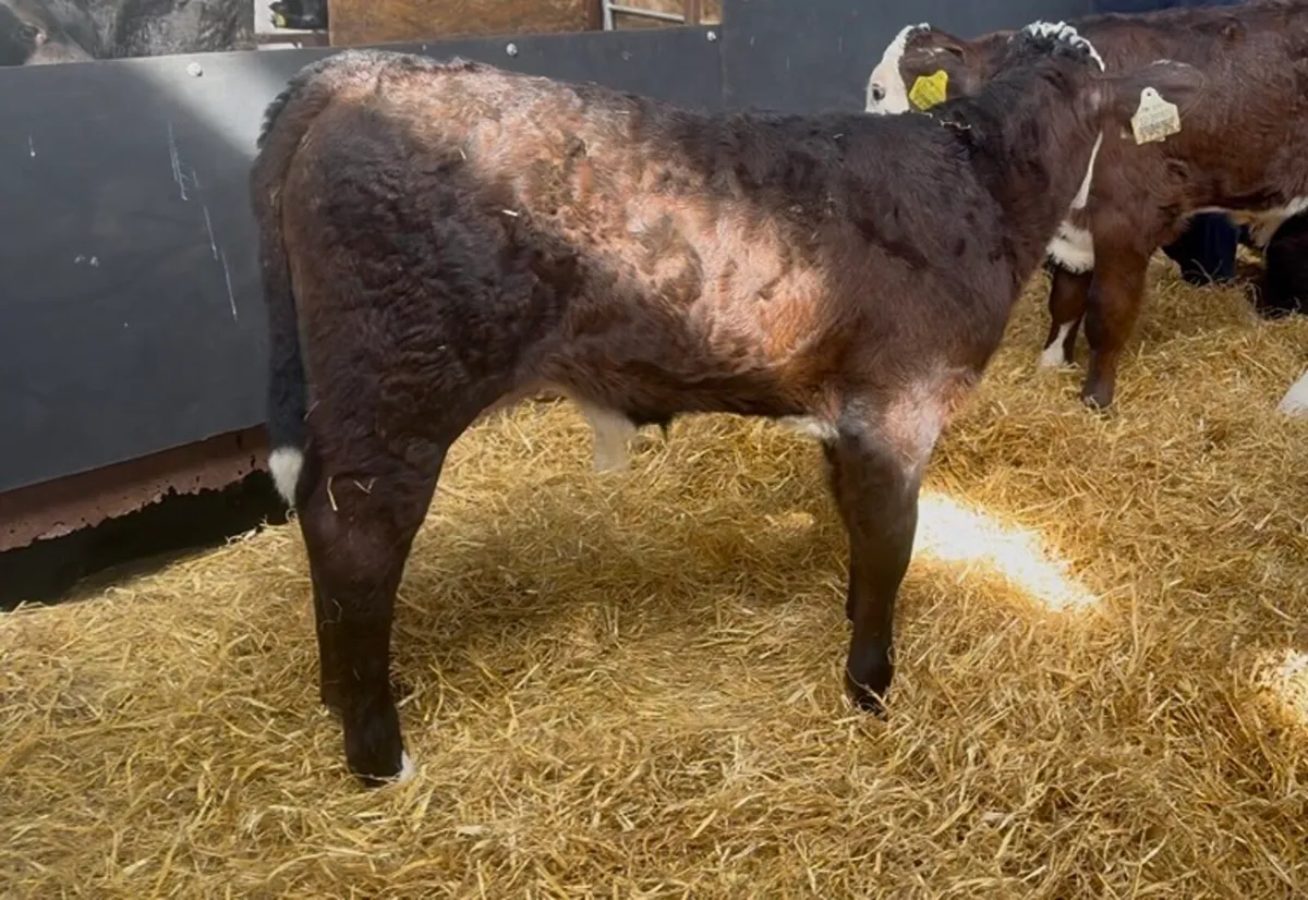 ❌ FRESH CALVES ALL TYPES AVAILABLE ❌ - Image 4