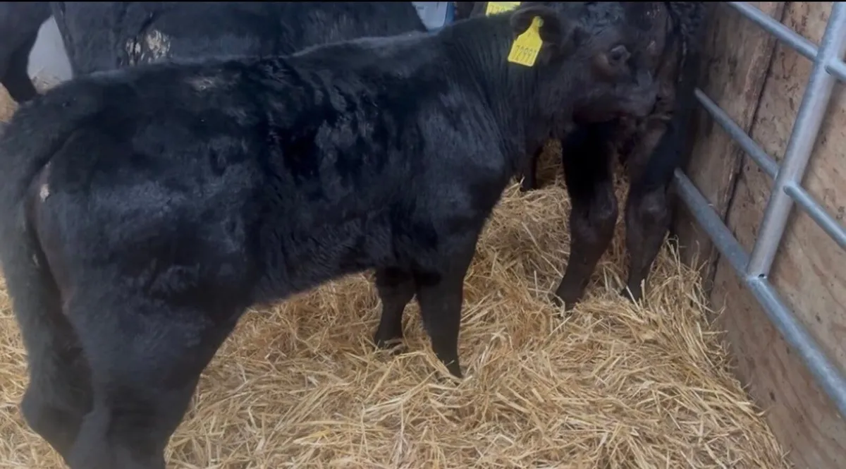 ❌ FRESH CALVES ALL TYPES AVAILABLE ❌ - Image 1