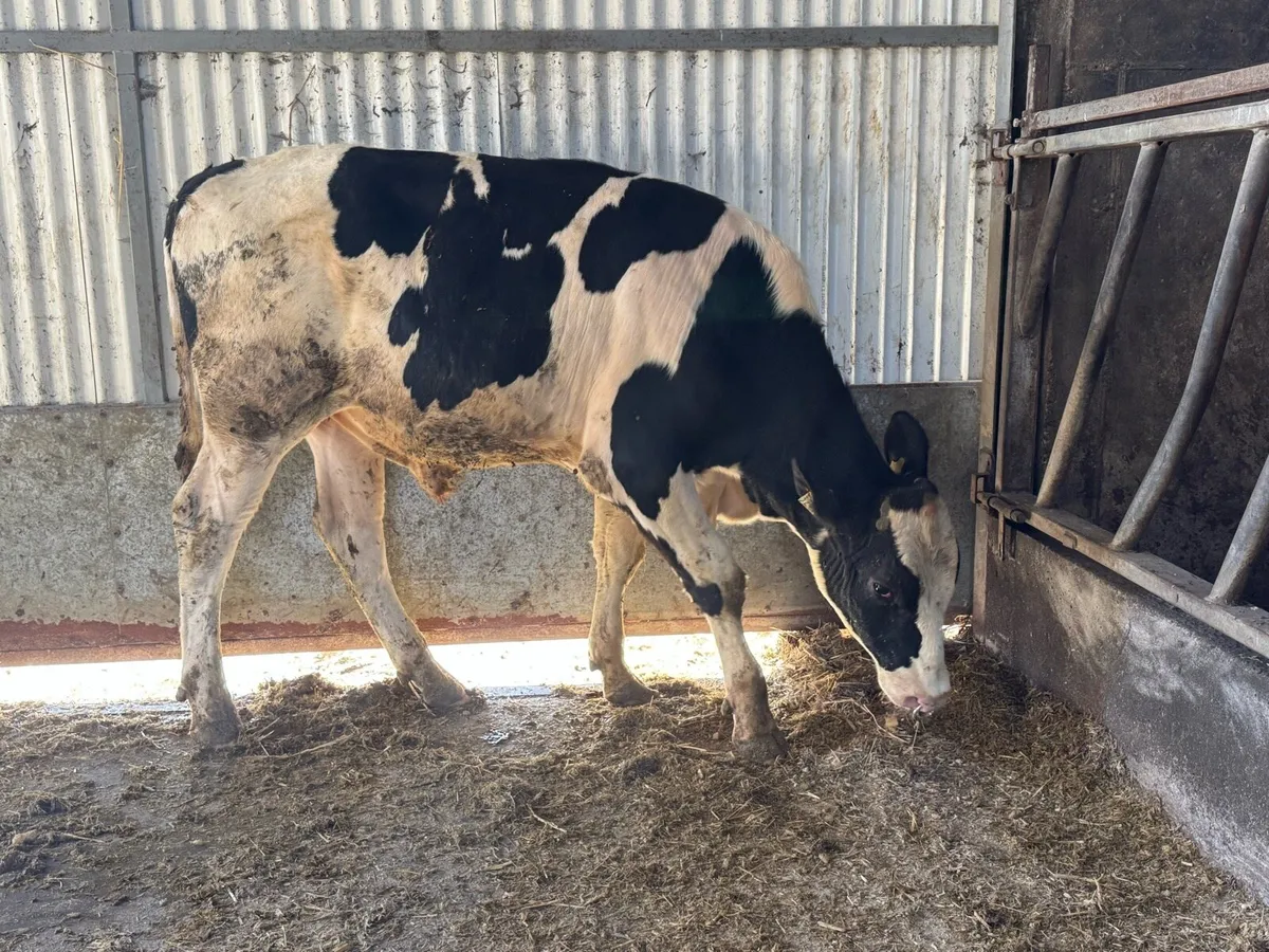 Holstein Friesian Bull ++ Dam over 858 kg/MS ++ - Image 2