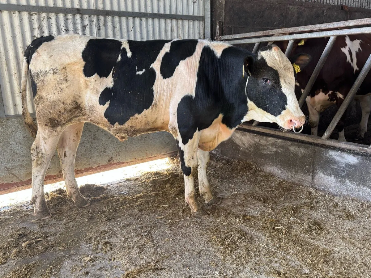 Holstein Friesian Bull ++ Dam over 858 kg/MS ++ - Image 1