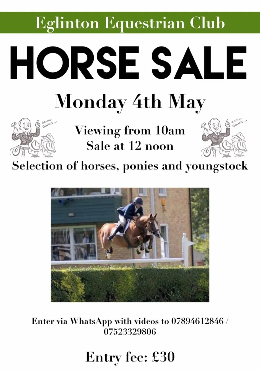 EGLINTON HORSE SALE - Image 1