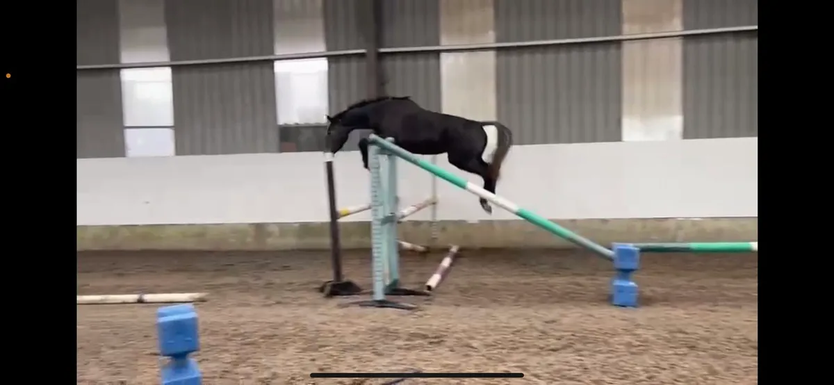 4 year mare by Cornerado VDL - Image 1