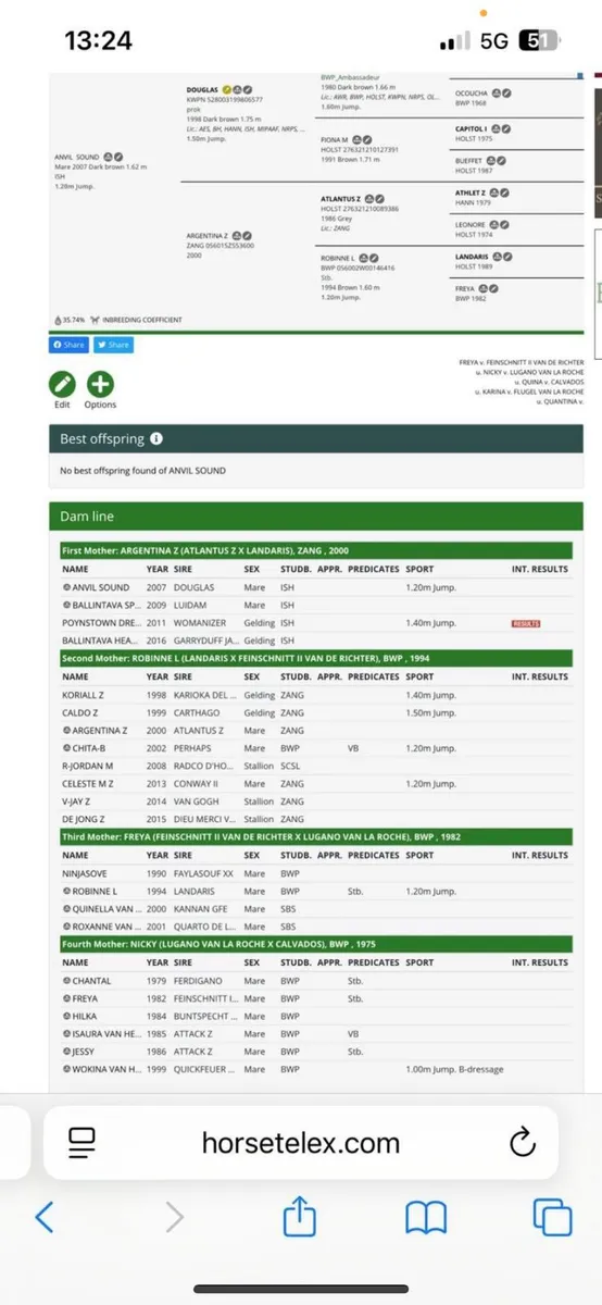 4 year mare by Cornerado VDL - Image 2