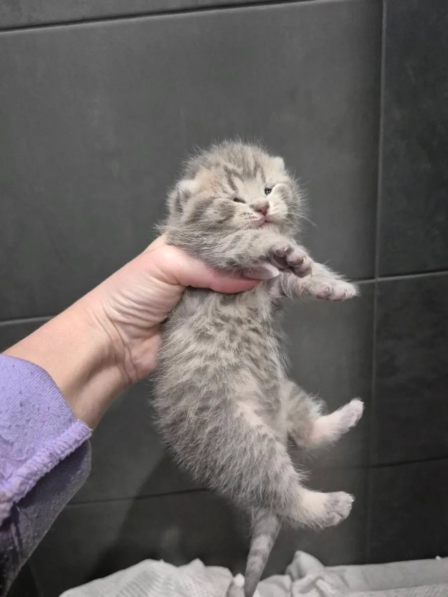 Bristish Shorthair Kittens - Image 3