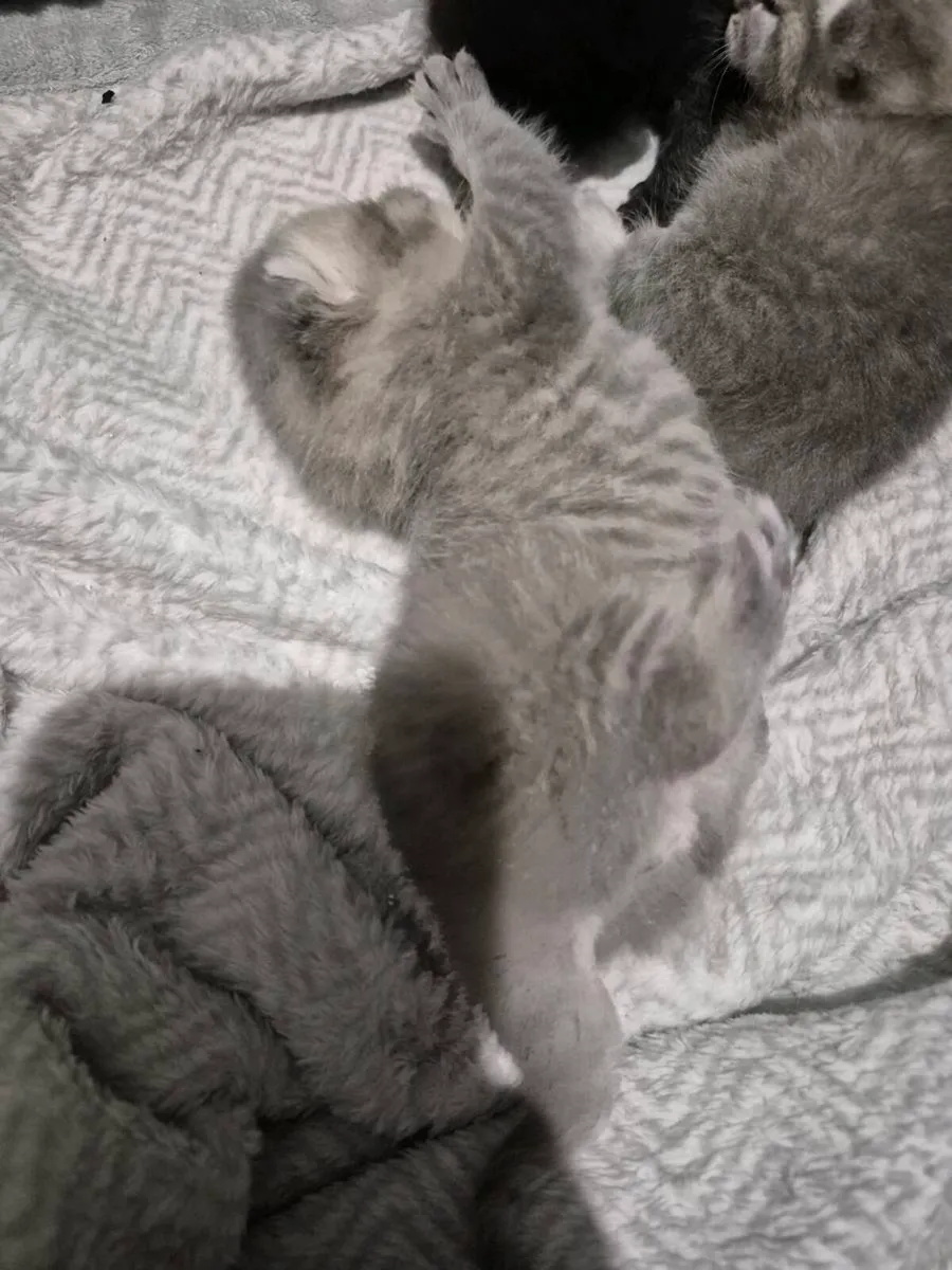 Bristish Shorthair Kittens - Image 4