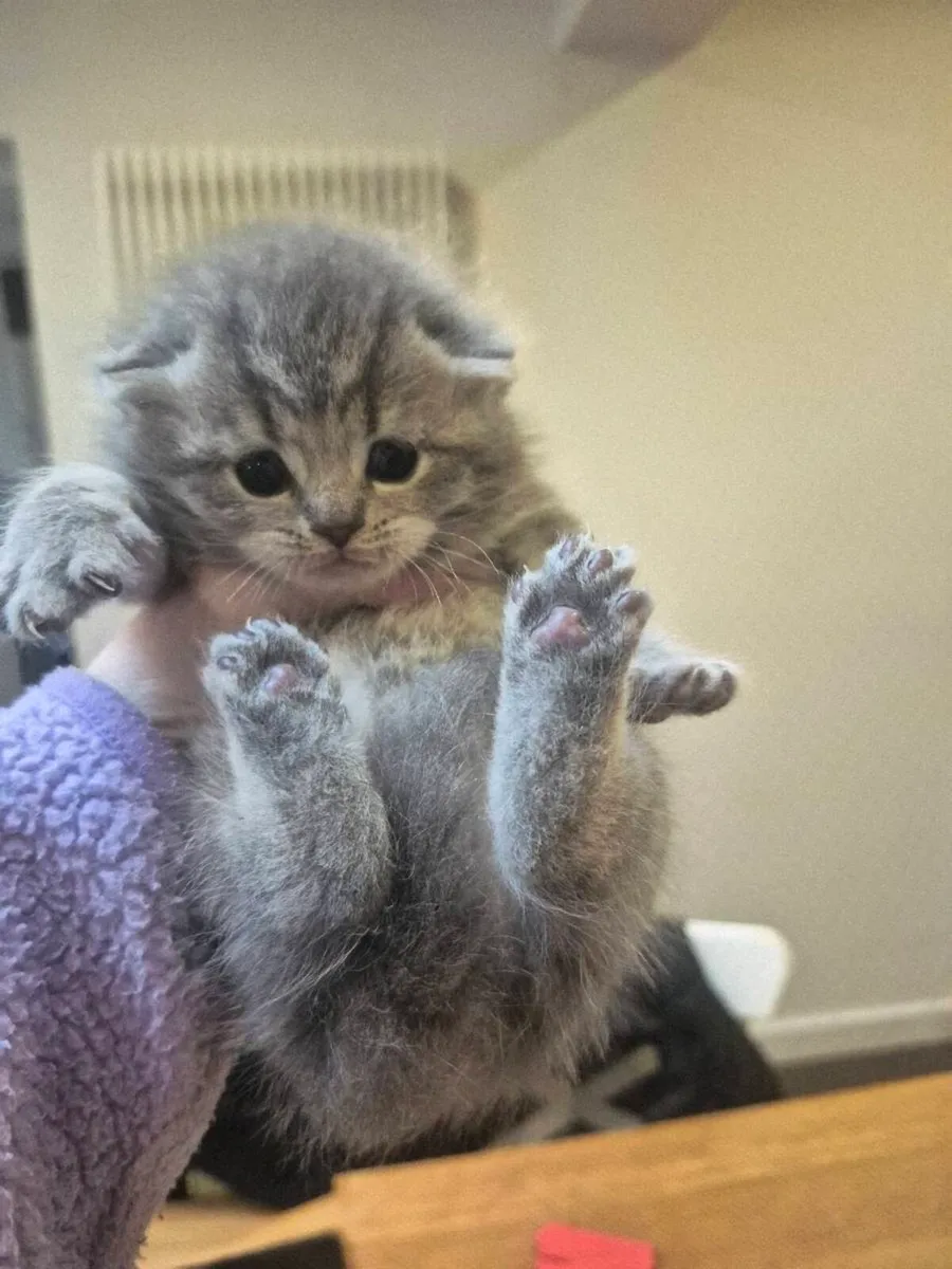 Bristish Shorthair Kittens - Image 1