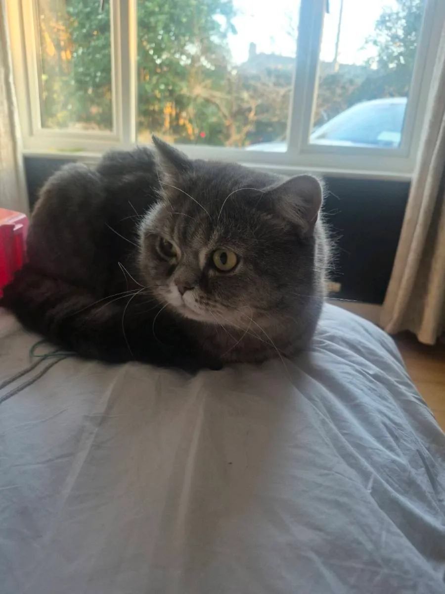 Bristish Shorthair Kittens - Image 2