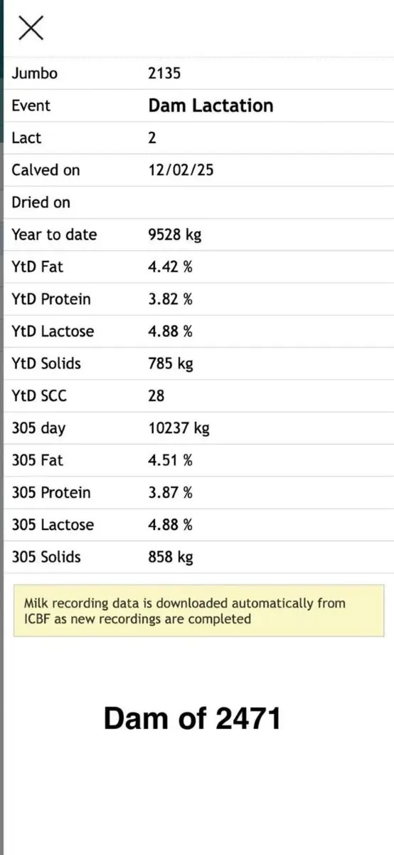 Holstein Friesian Bull ++ Dam over 858 kg/MS ++ - Image 3