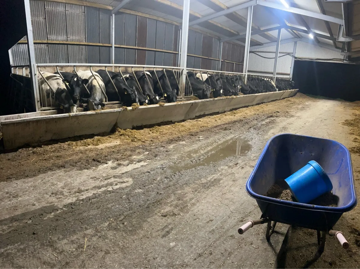 32 BBx heifers 💥💥GORT MART 26th MARCH 💥💥 - Image 1