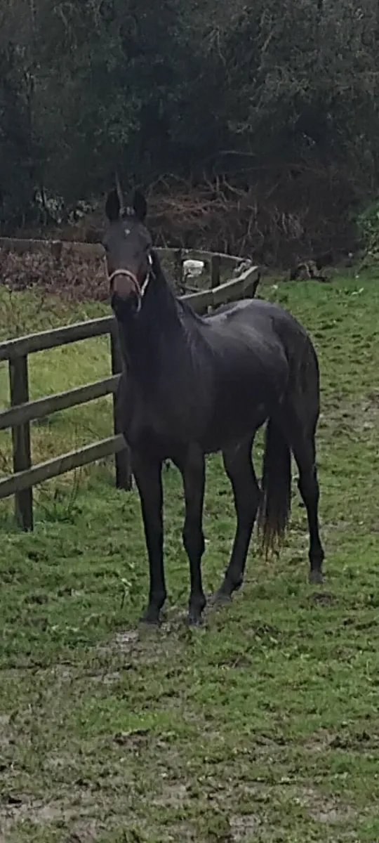 EL salvador x River lass 3 year old store. filly. - Image 2