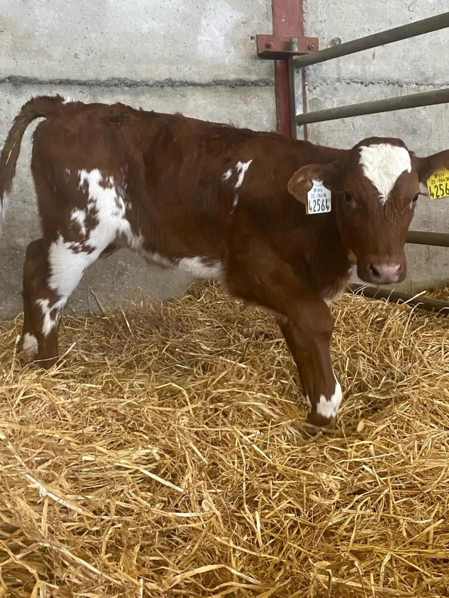 Roan Heifer Calves - Image 1