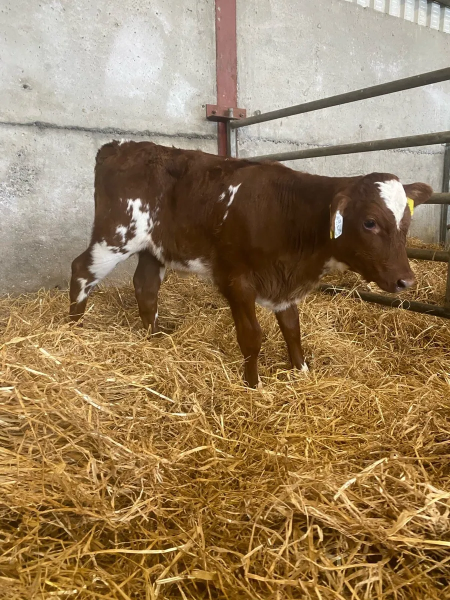 Roan Heifer Calves - Image 3