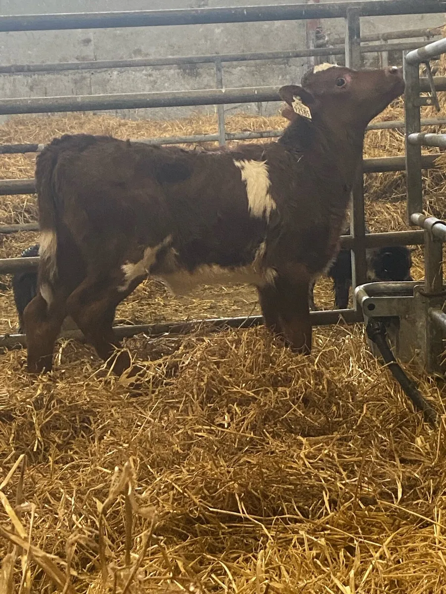Roan Heifer Calves - Image 4