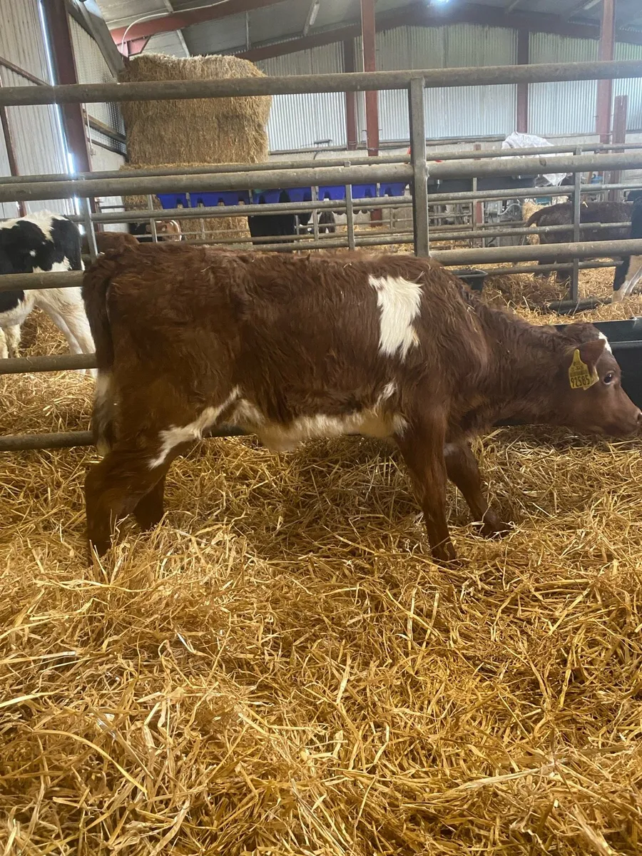 Roan Heifer Calves - Image 2