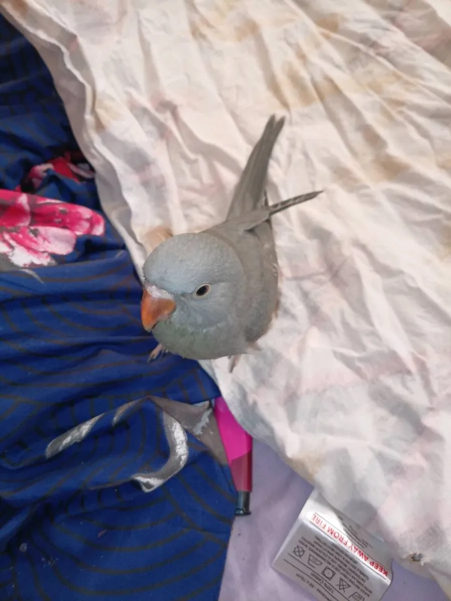 Handreaed ringnecks and conure chick's - Image 2