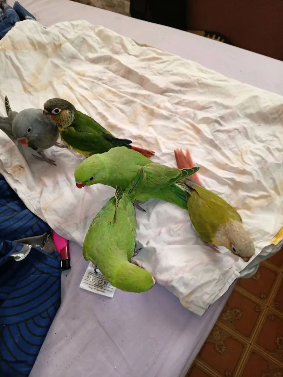 Handreaed ringnecks and conure chick's - Image 3