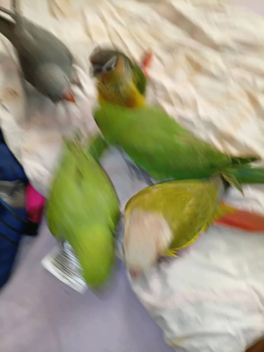 Handreaed ringnecks and conure chick's - Image 1