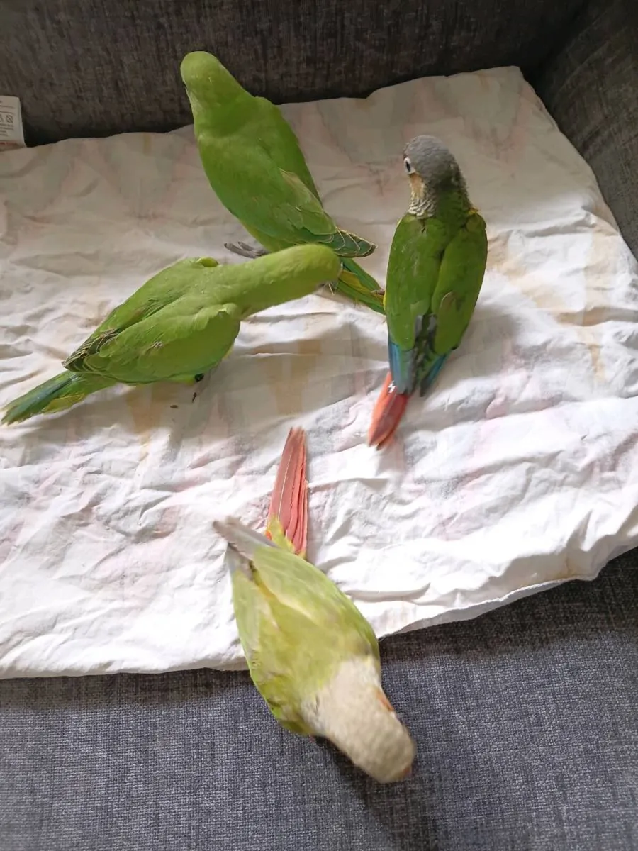 Handreaed ringnecks and conure chick's - Image 4
