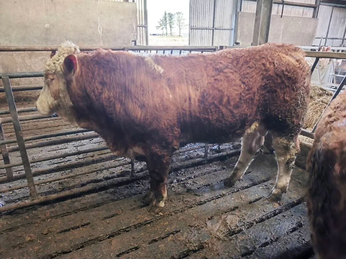 Pedigree Simmental Bulls - Image 2
