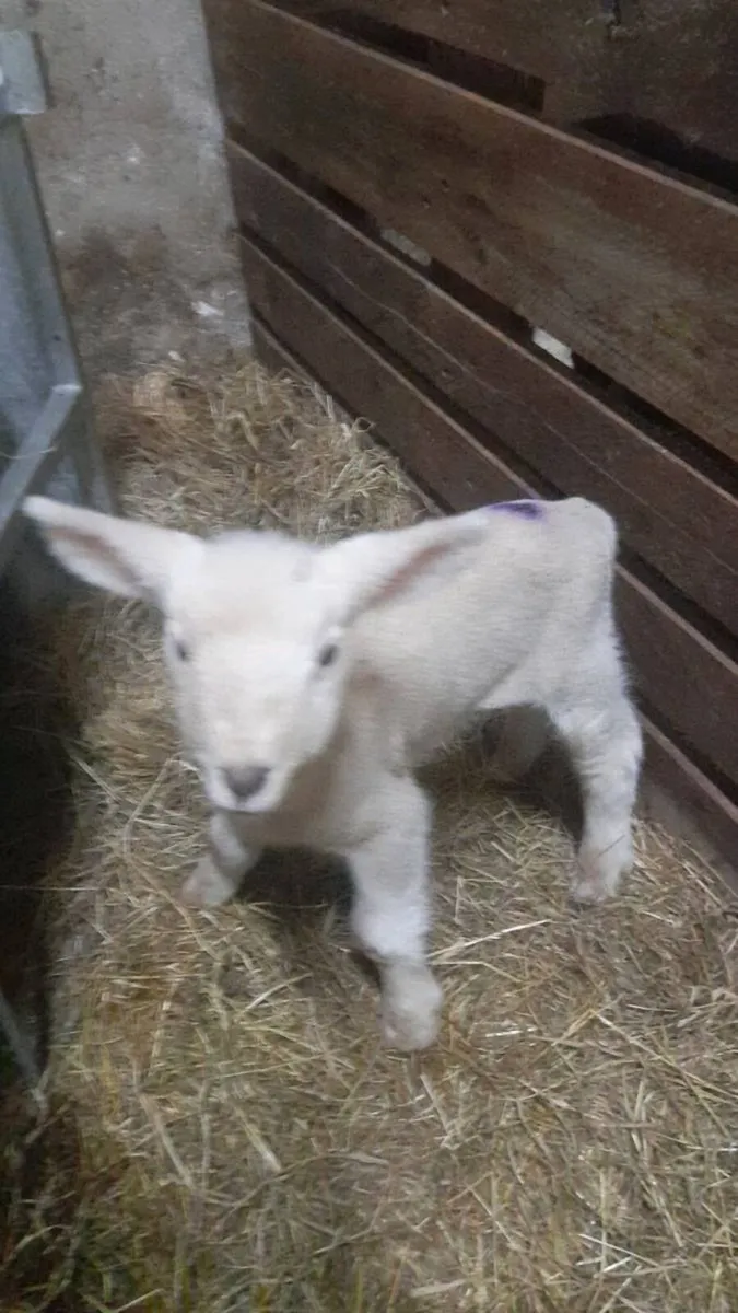 Pet lambs - Image 3