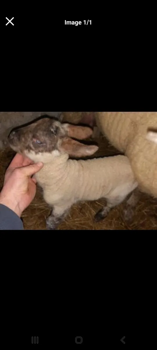 Pet lambs - Image 2