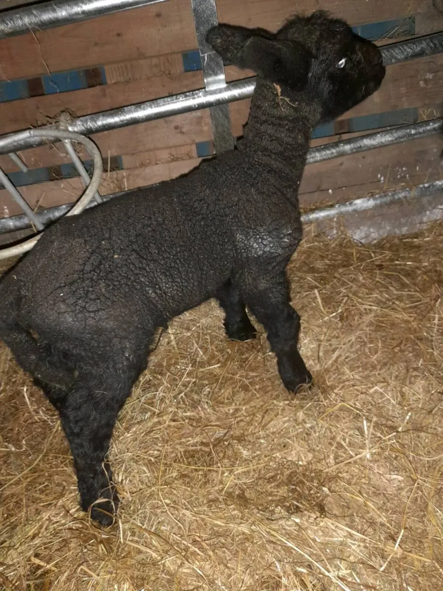 Pet lambs - Image 1