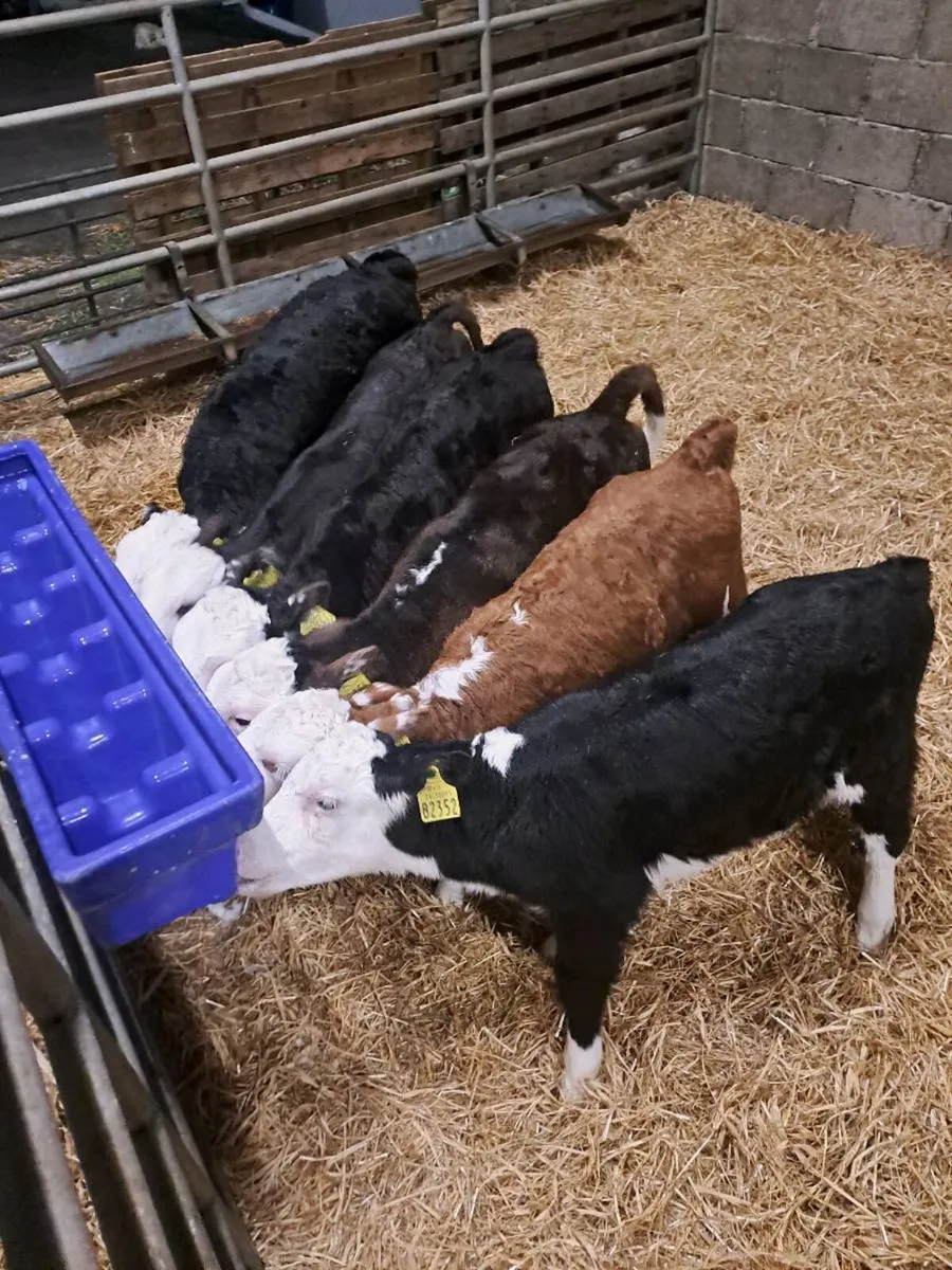 ***Hereford Calves*** - Image 2