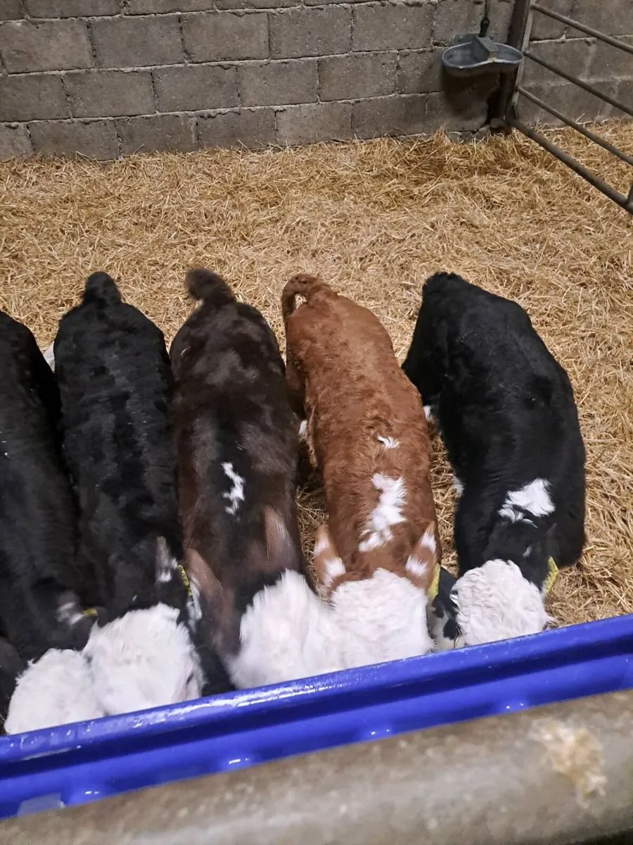 ***Hereford Calves*** - Image 3