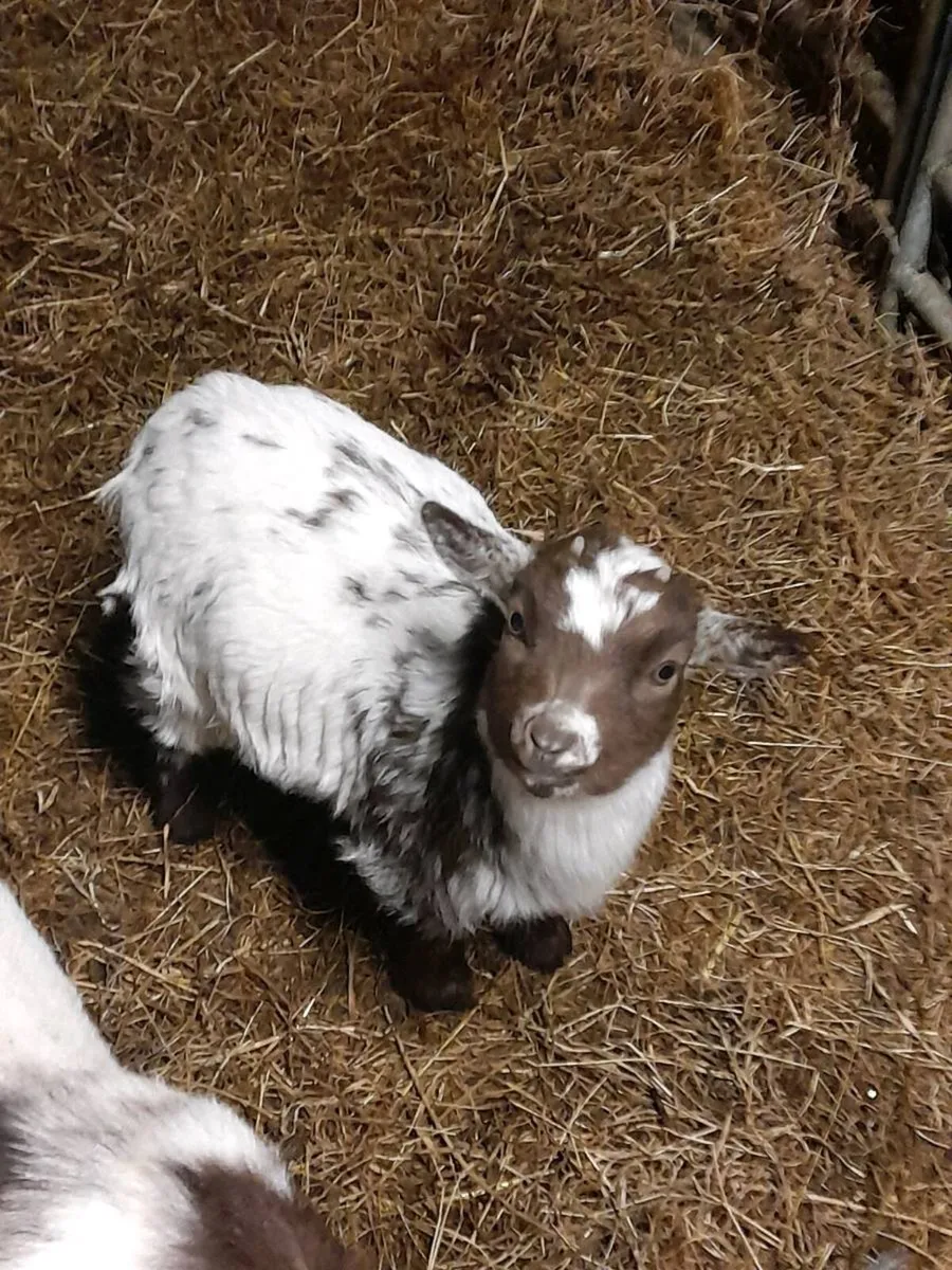 Two Female Pygmy Kid Goats for sale - Image 1