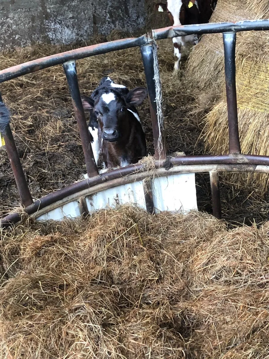 Cattle for sale - Image 3