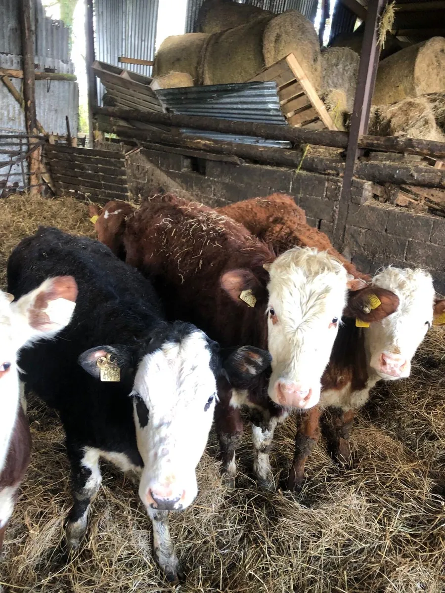 Cattle for sale - Image 4