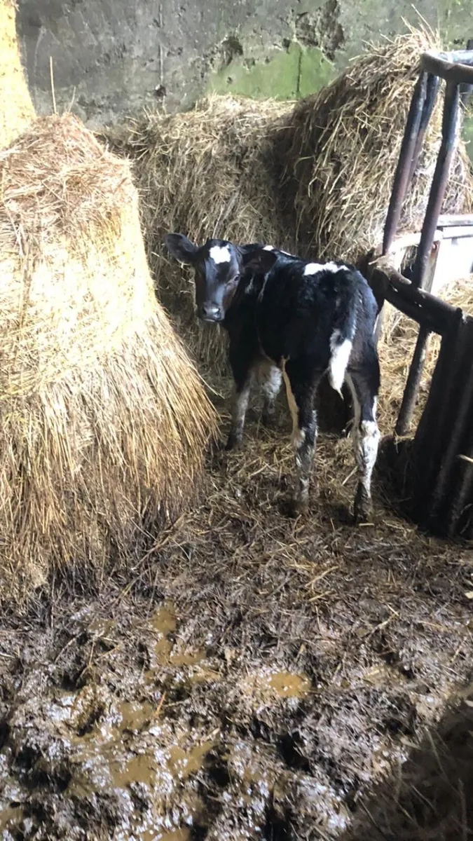 Cattle for sale - Image 1