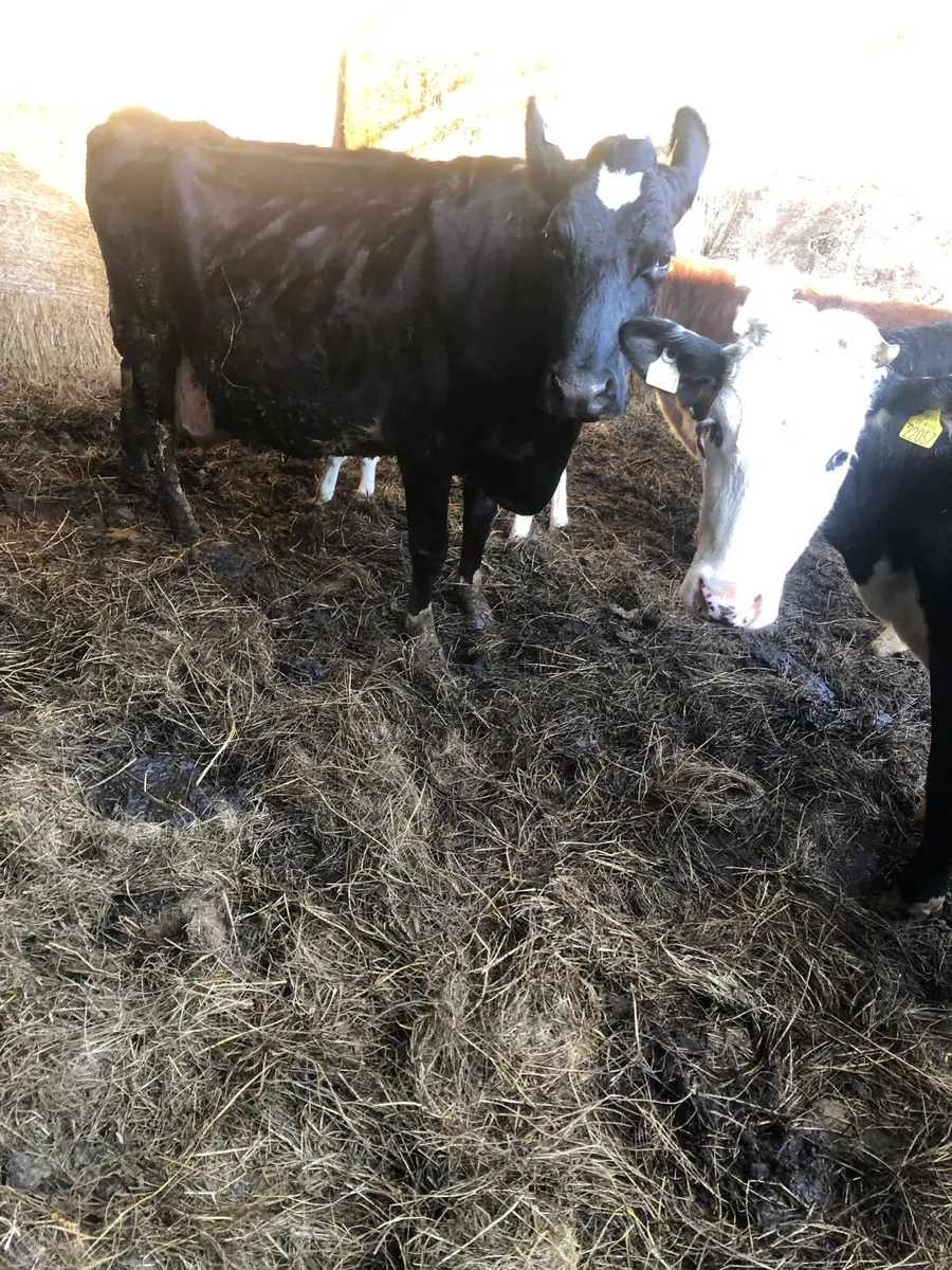 Cattle for sale - Image 2