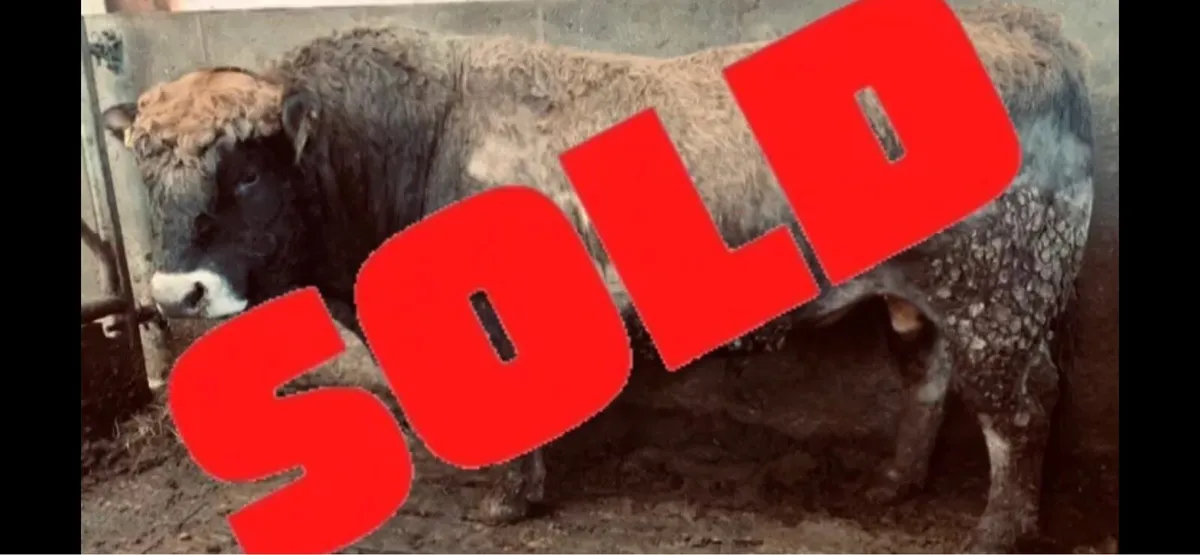 ⭐️ Pedigree Aubrac Bull ⭐️ - Image 2