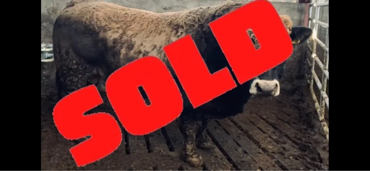 ⭐️ Pedigree Aubrac Bull ⭐️ - Image 1