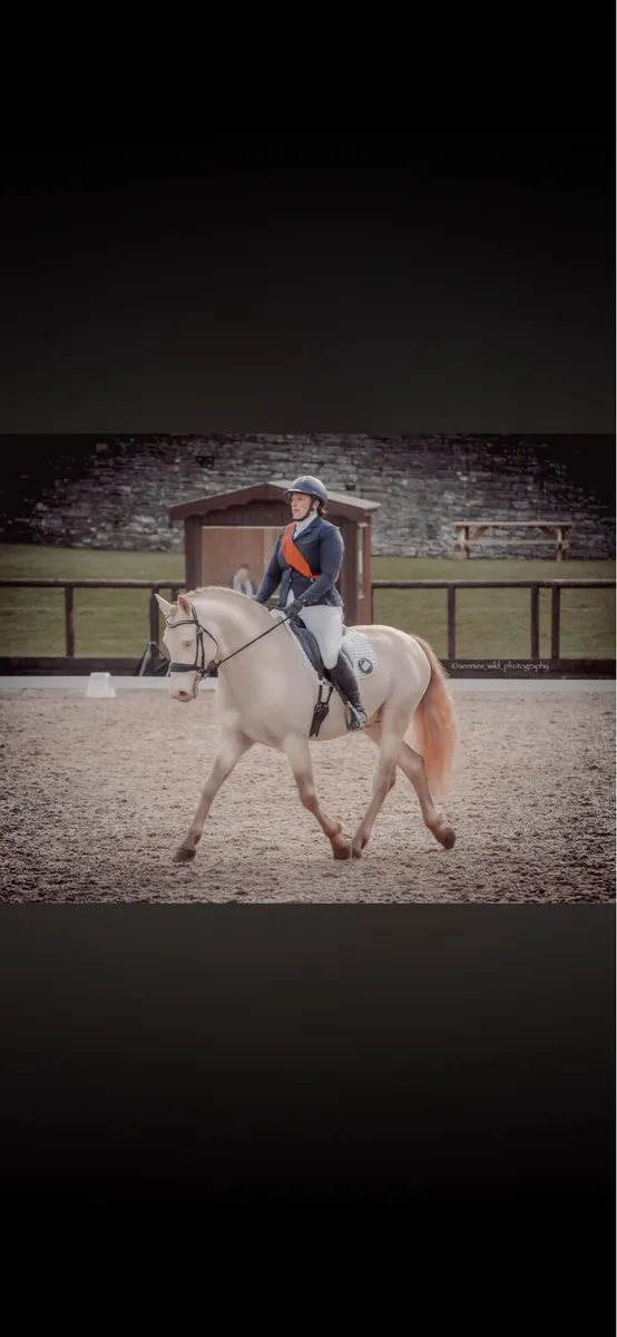 Avalon Outkast Class 1 Connemara - Image 2