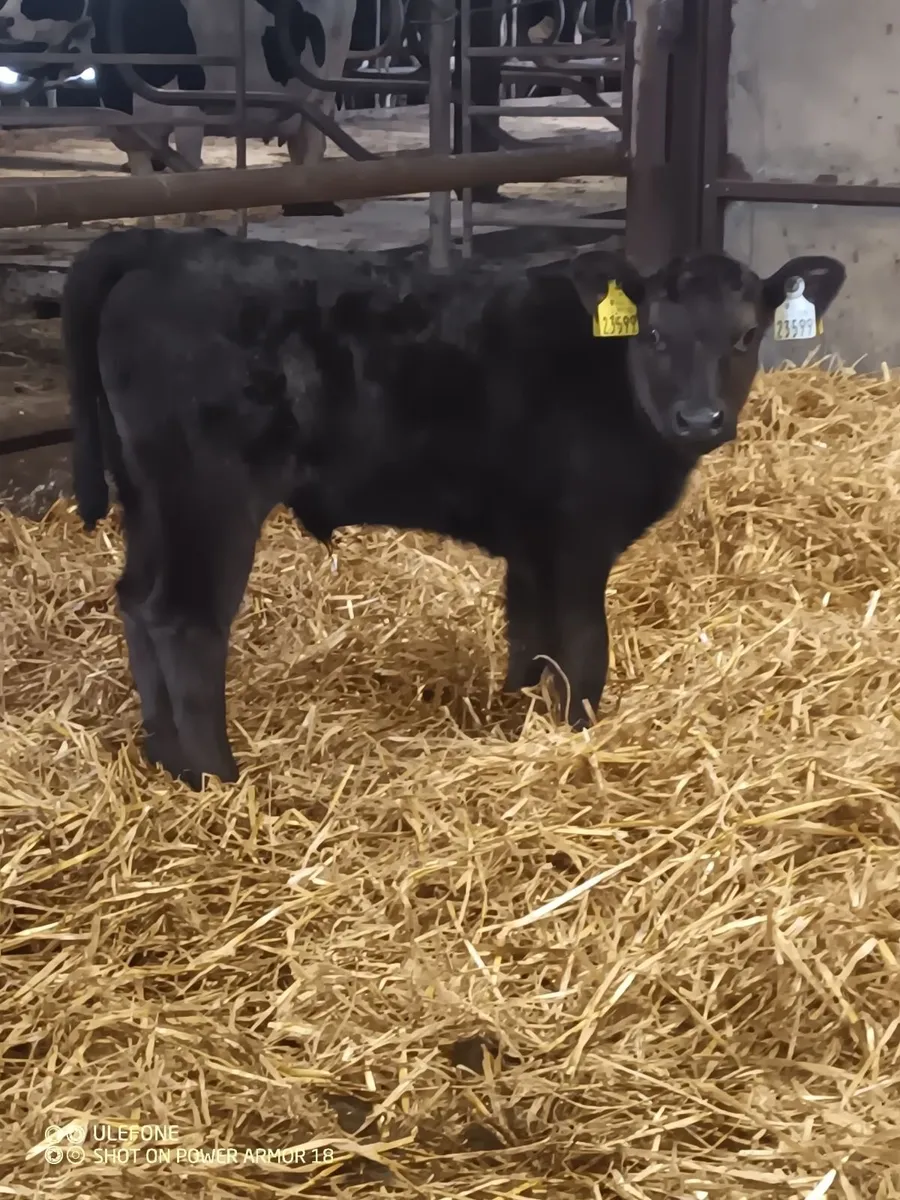 Cow and calf - Image 3