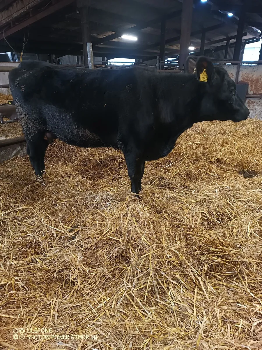 Cow and calf - Image 4