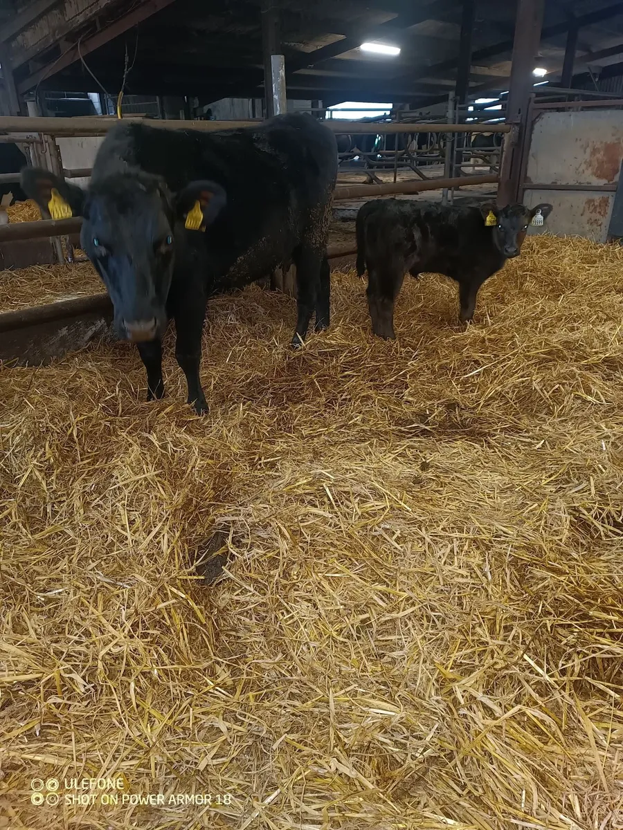 Cow and calf - Image 2