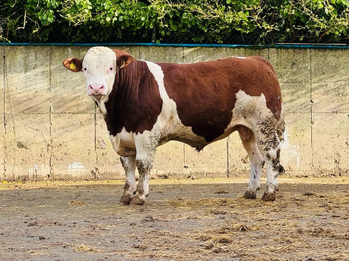 Quality Pedigree Simmental Bull