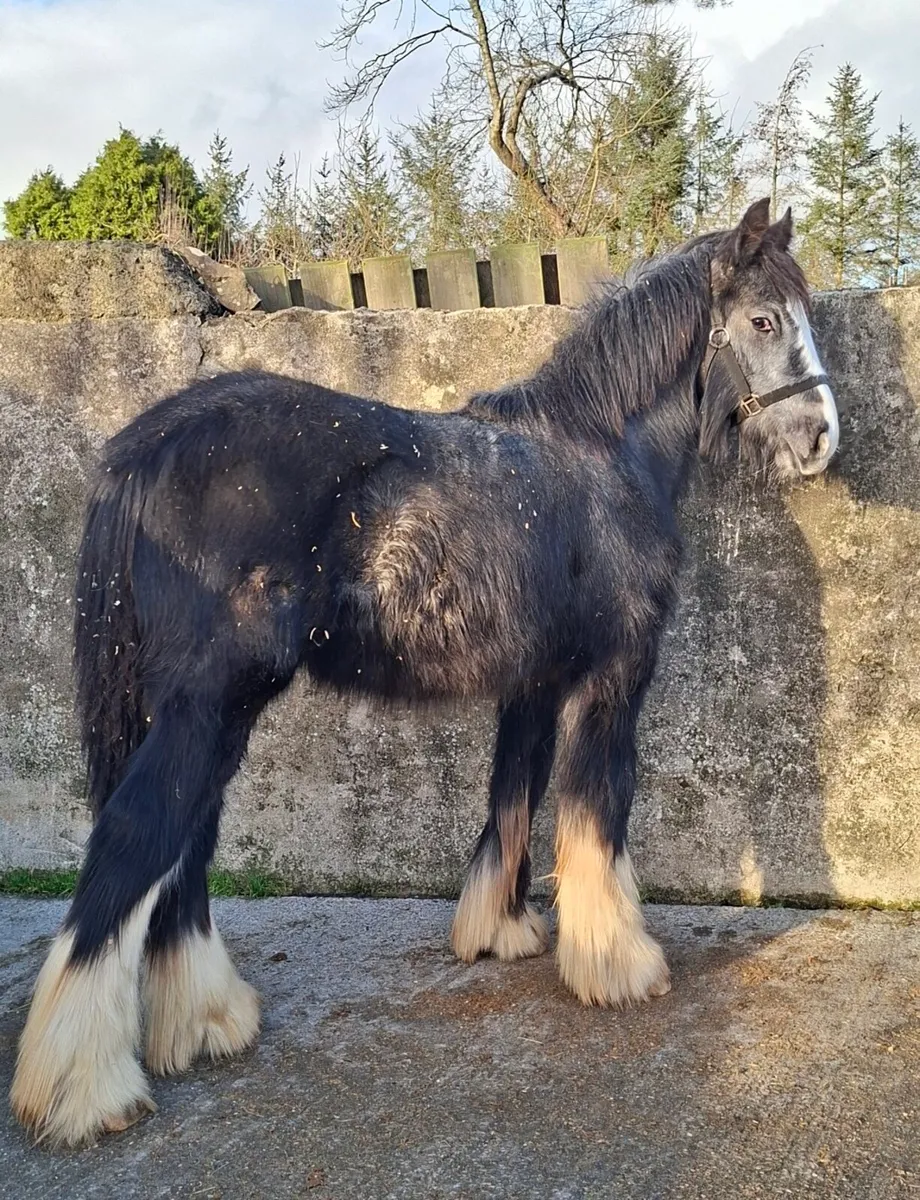 Heavy Grey Cob Colt - Image 4