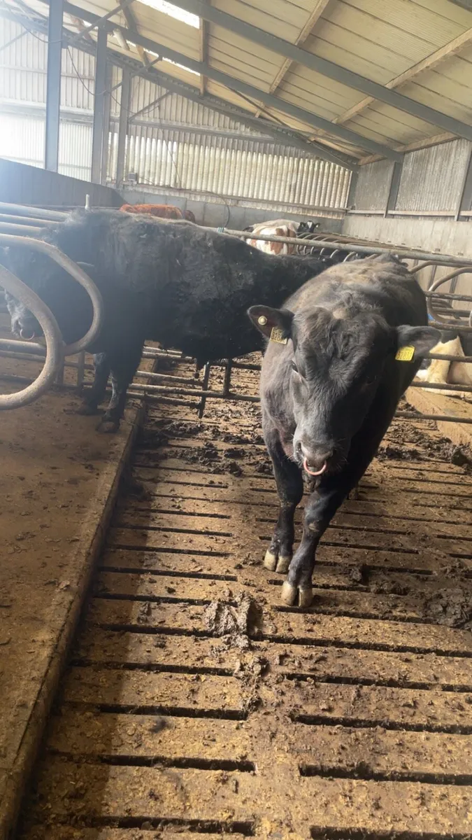 Angus bulls - Image 1